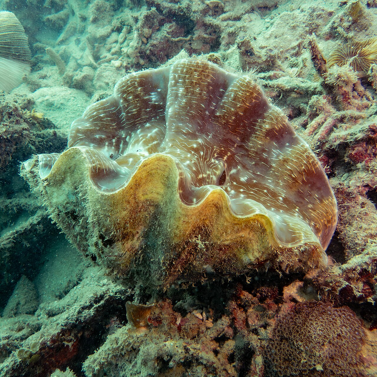 China Clam reference