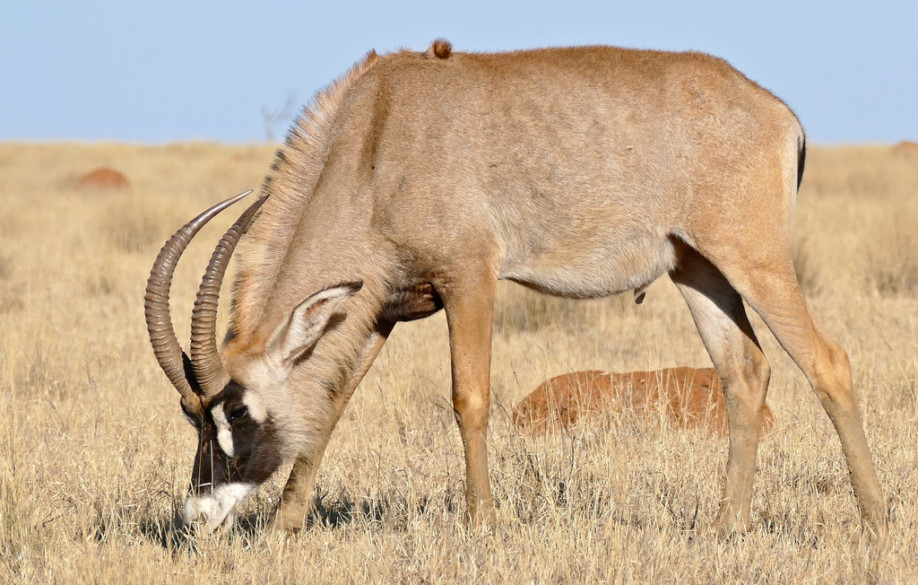 Roan Antelope reference