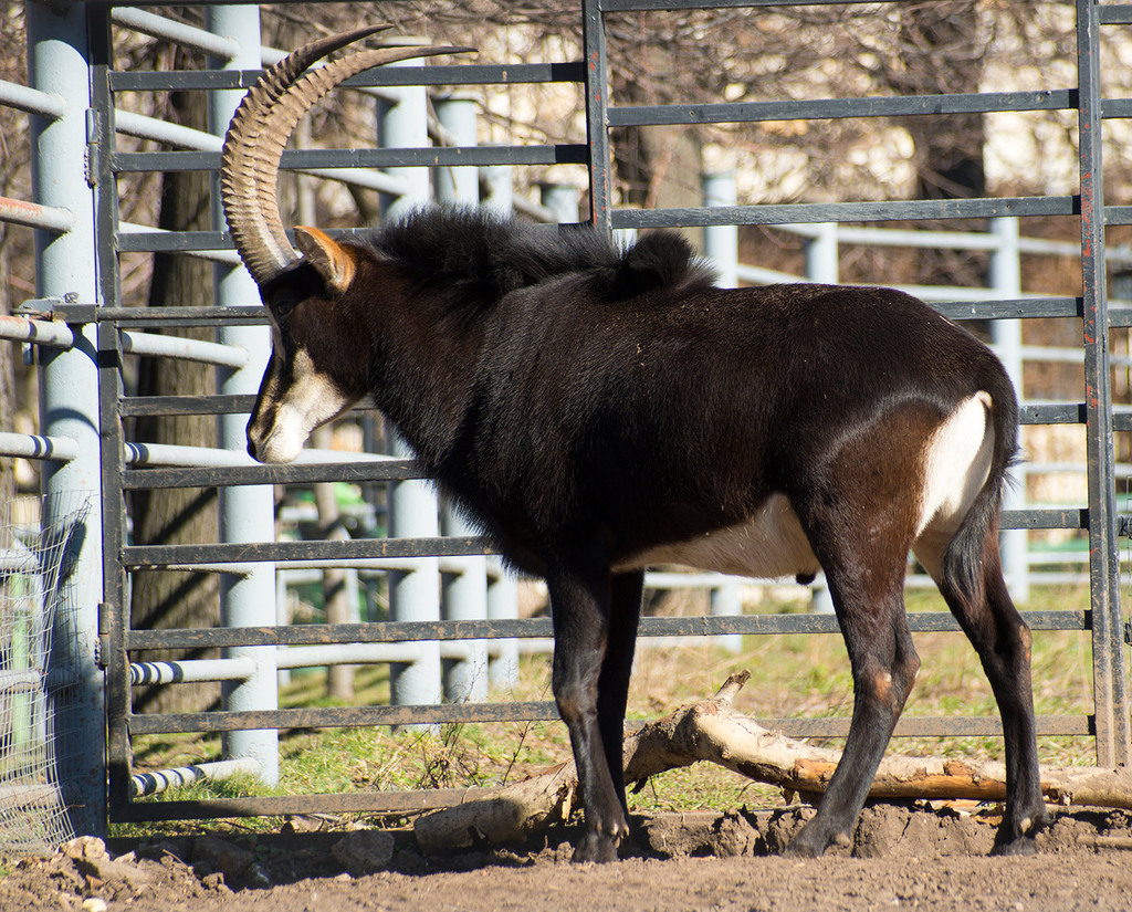 Sable Antelope reference