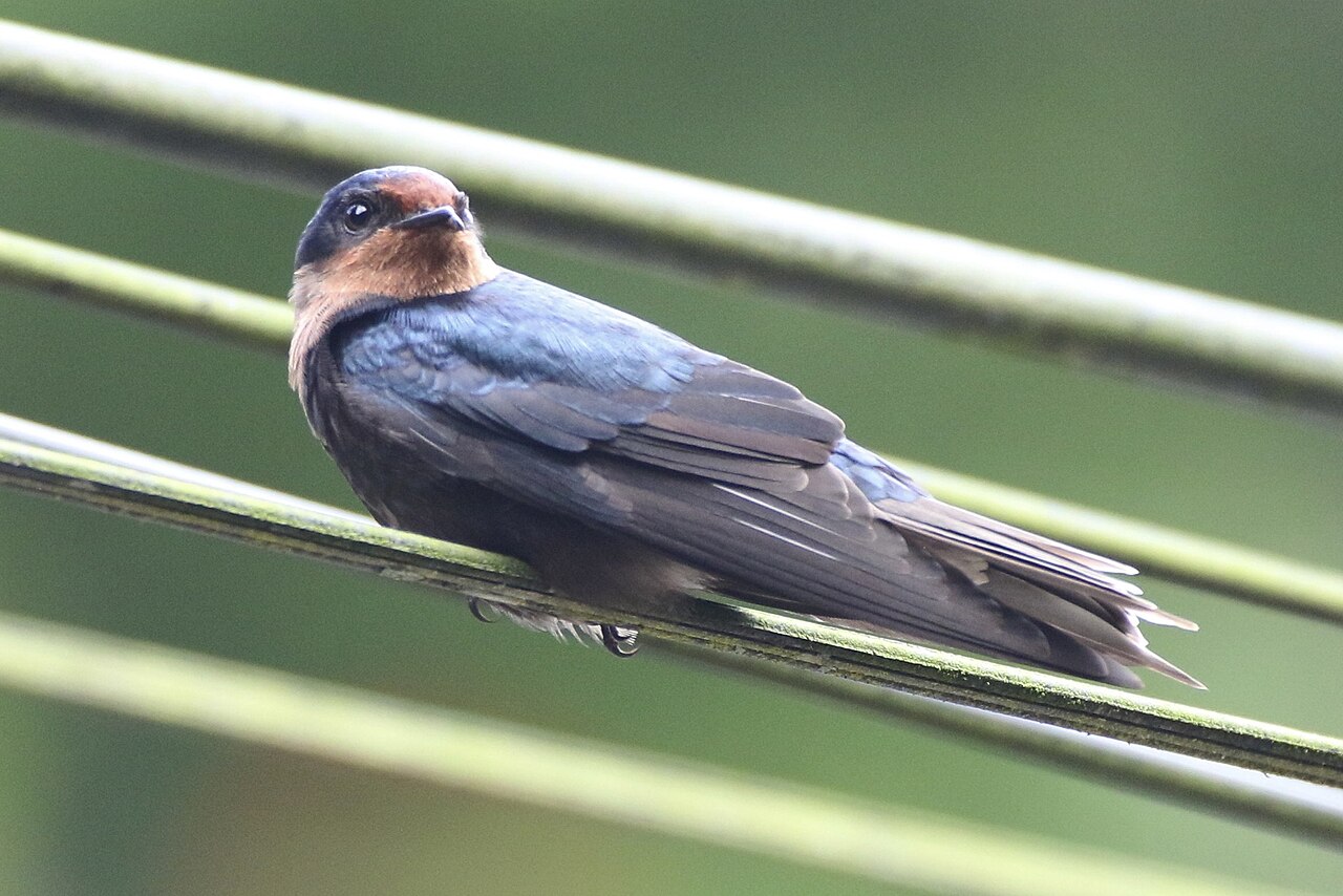 Tahiti Swallow reference
