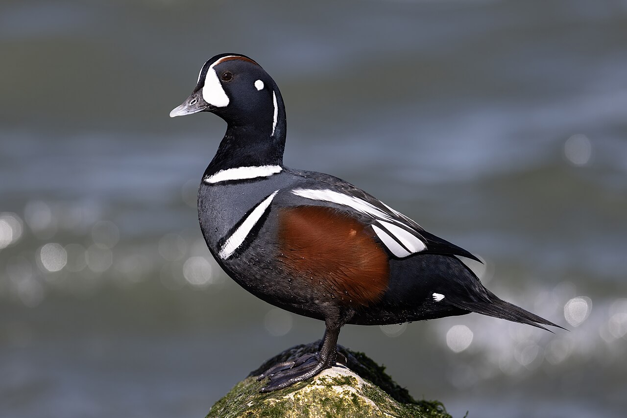 Harlequin Duck reference