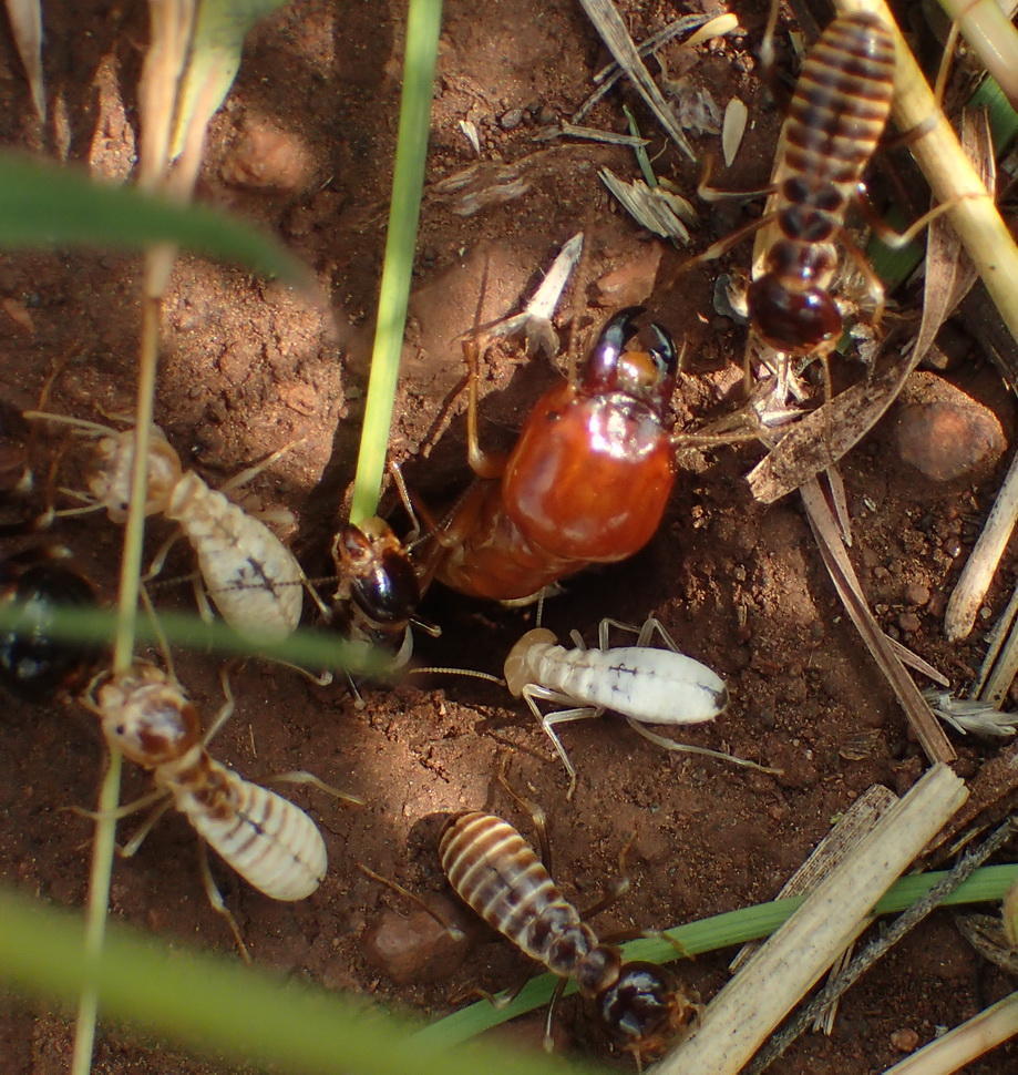 Northern Harvester Termite reference