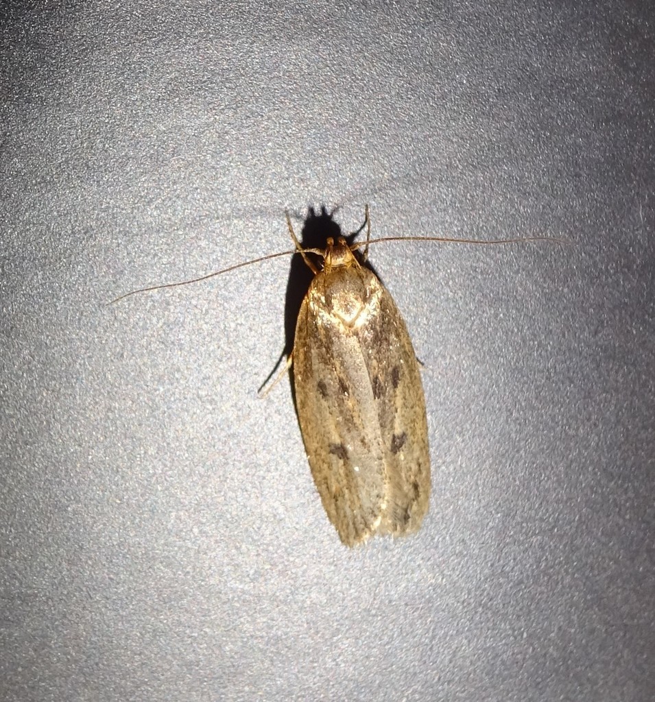 Brown House Moth reference