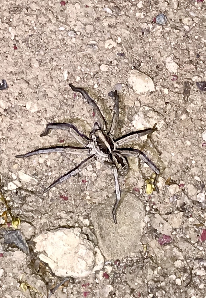 Carolina Wolf Spider reference