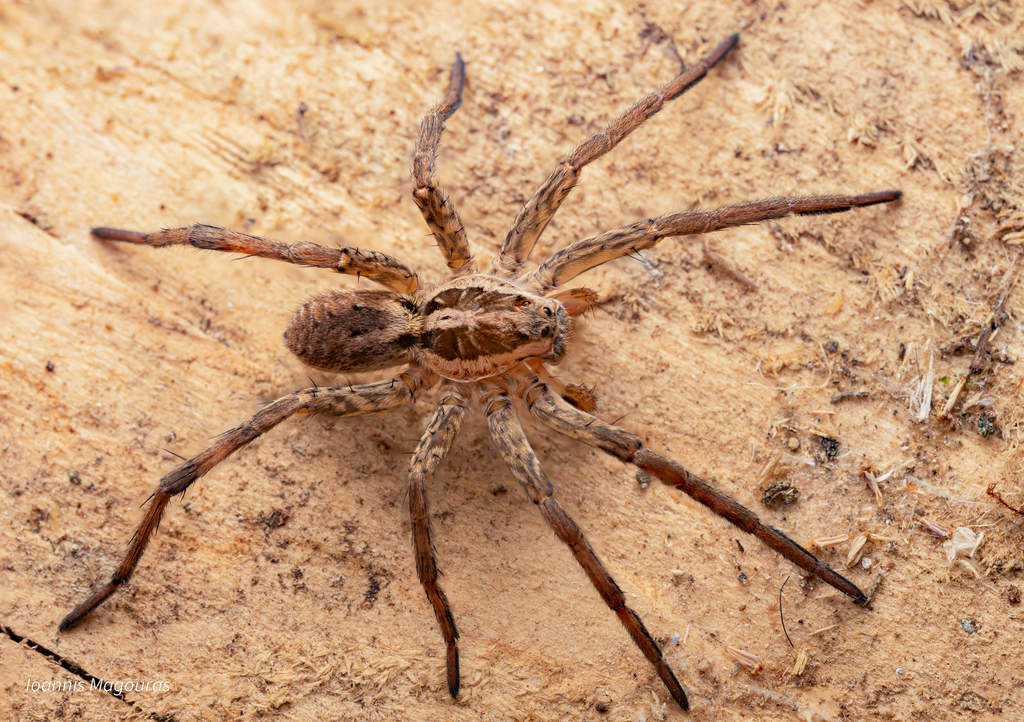 Radiated Wolf Spider reference