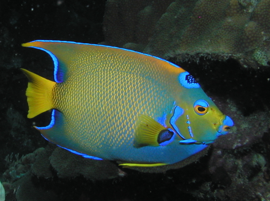 Queen Angelfish reference