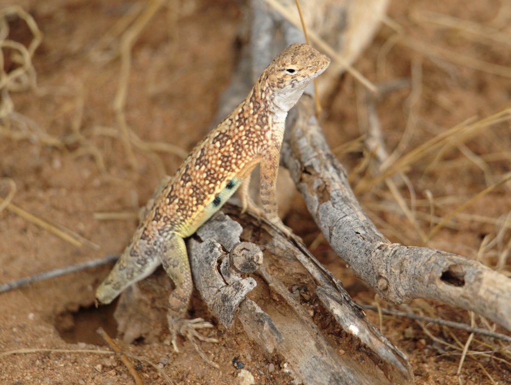 Western Earless Lizard reference