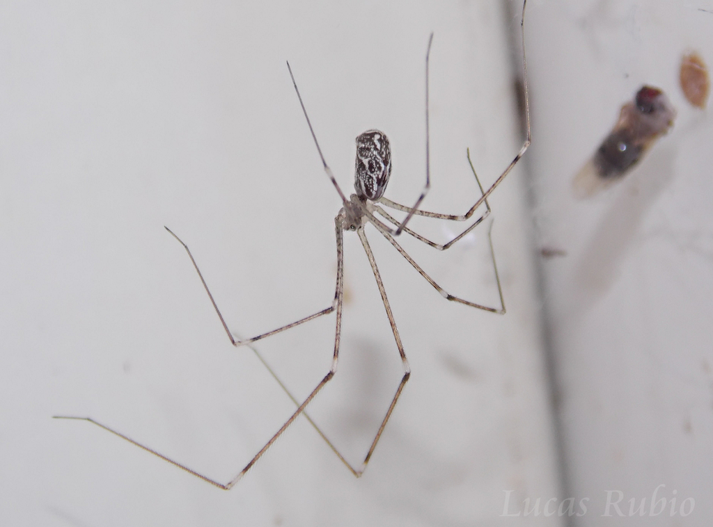 Marbled Cellar Spider reference