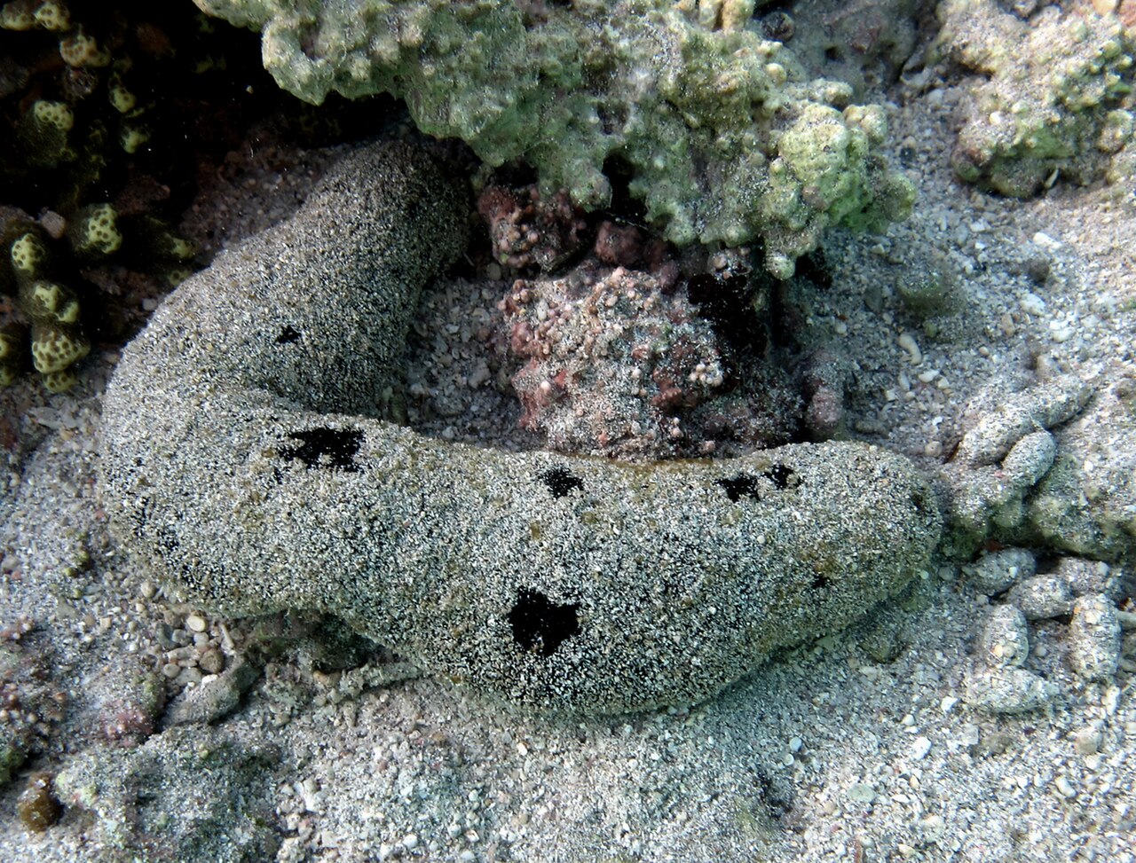 Black Sea Cucumber reference