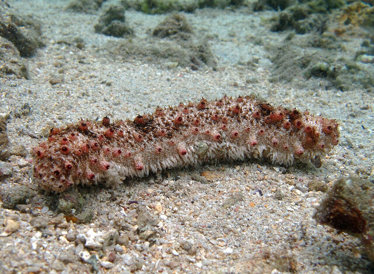 Stubborn Sea Cucumber reference