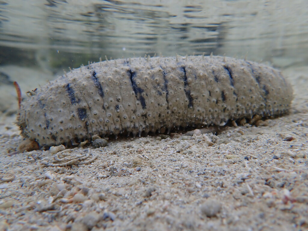 Sandfish reference