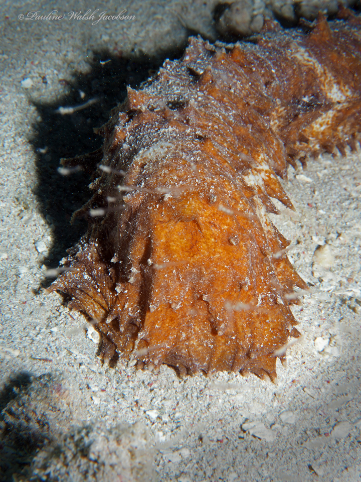 Tiger's Tail Sea Cucumber reference