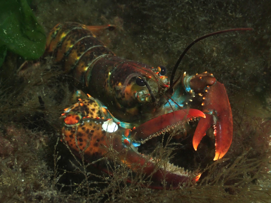American Lobster reference