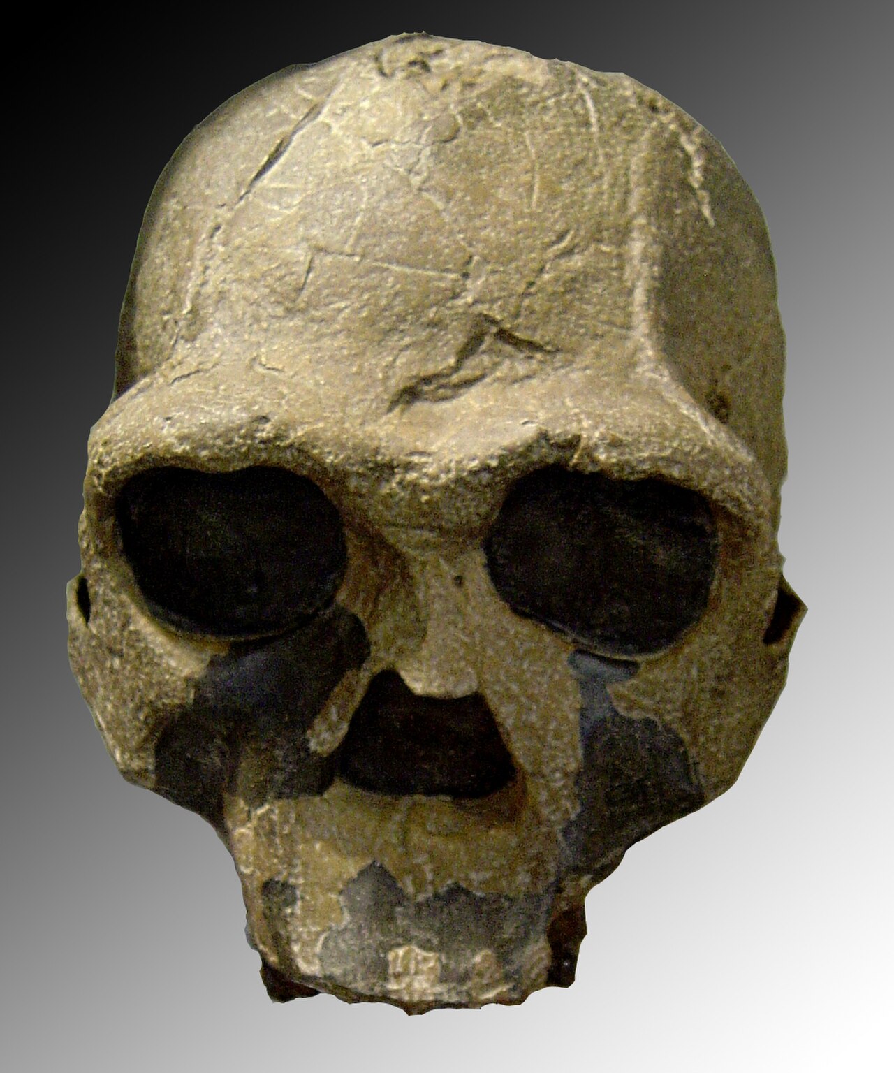 Homo ergaster reference