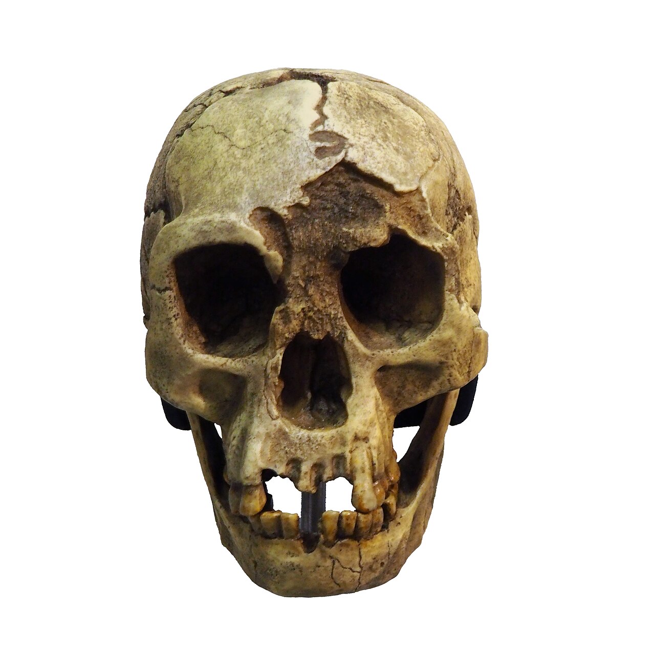 Homo floresiensis reference