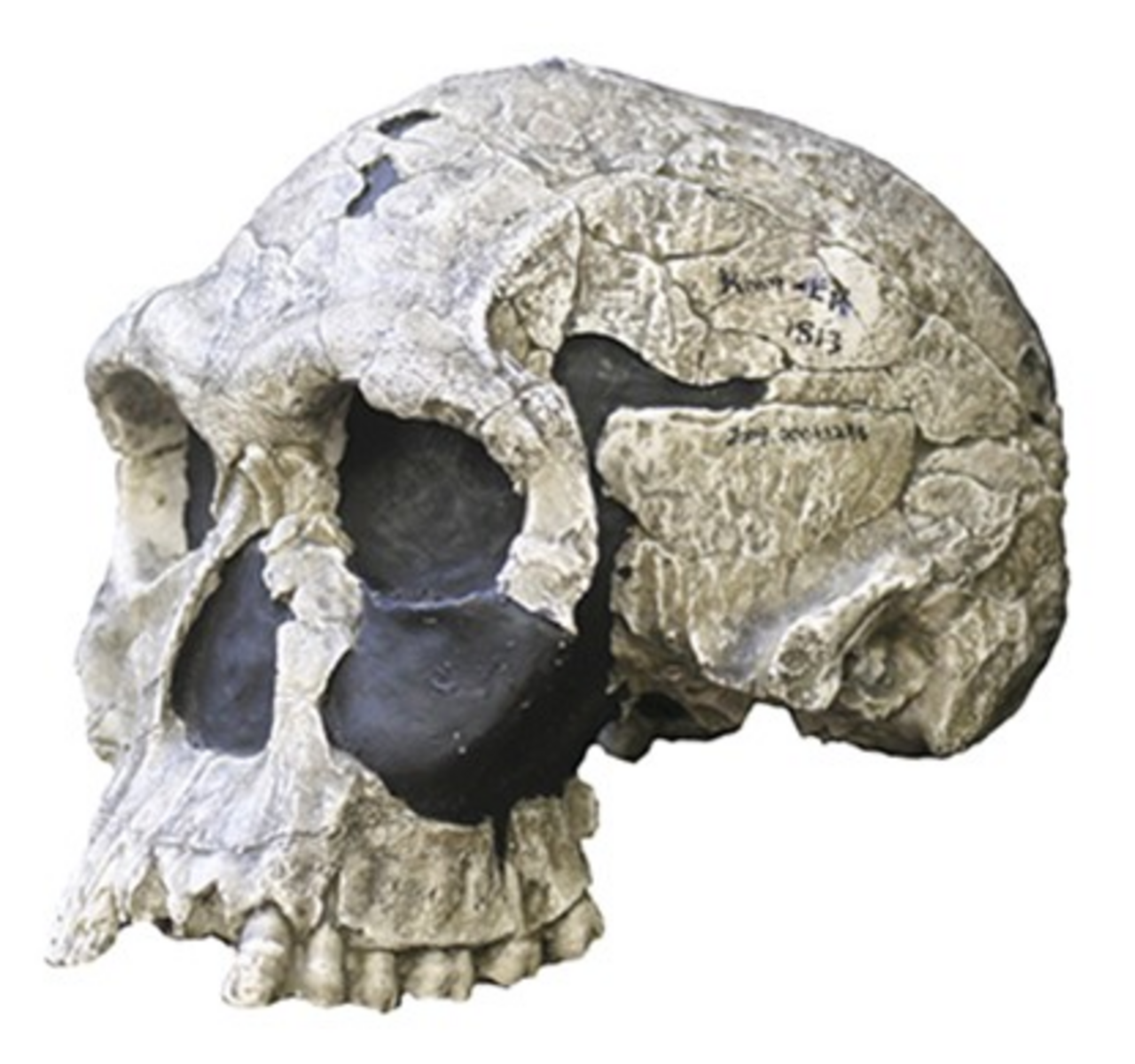 Homo habilis reference