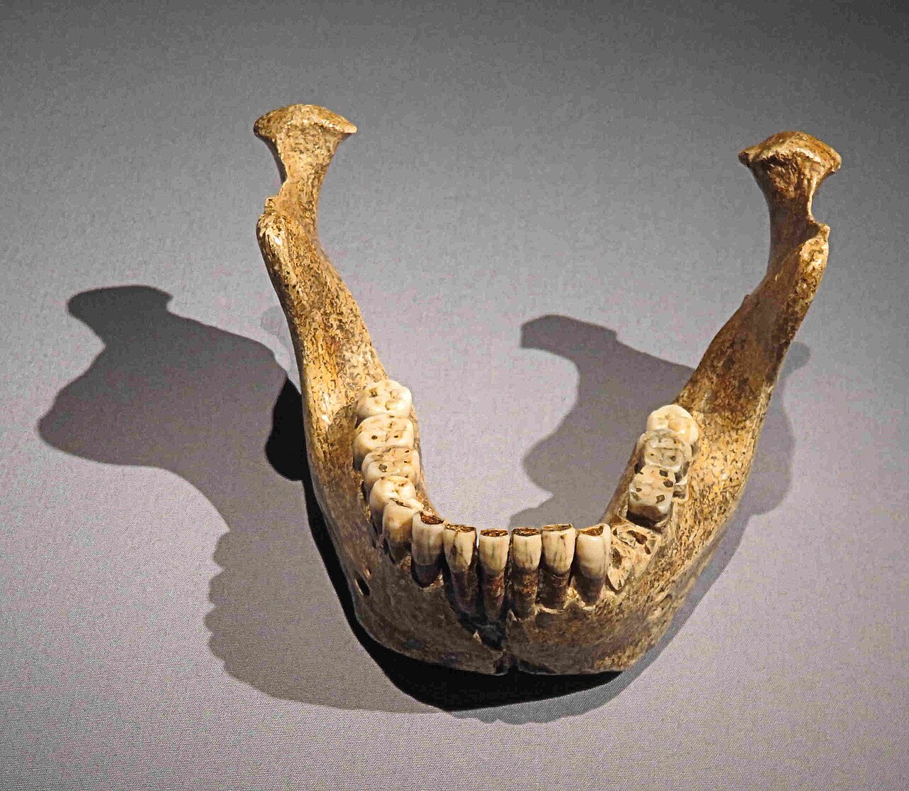 Homo heidelbergensis reference