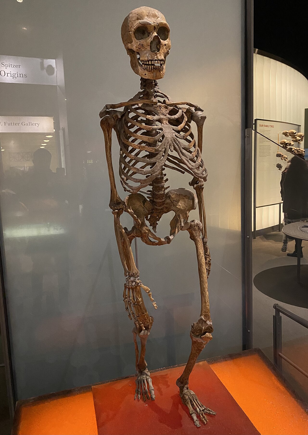 Homo neanderthalensis reference
