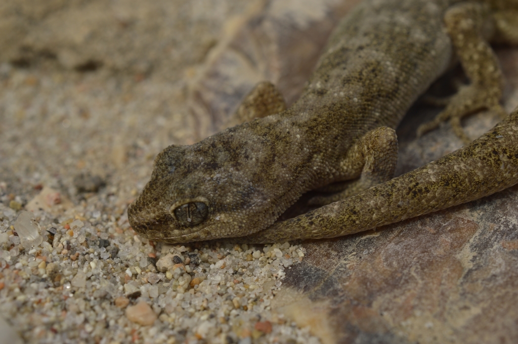 Darwin's Gecko reference