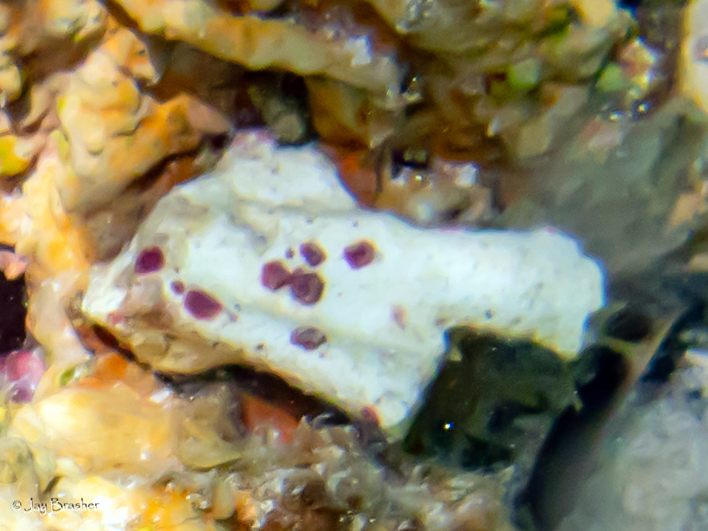 Red Foram reference