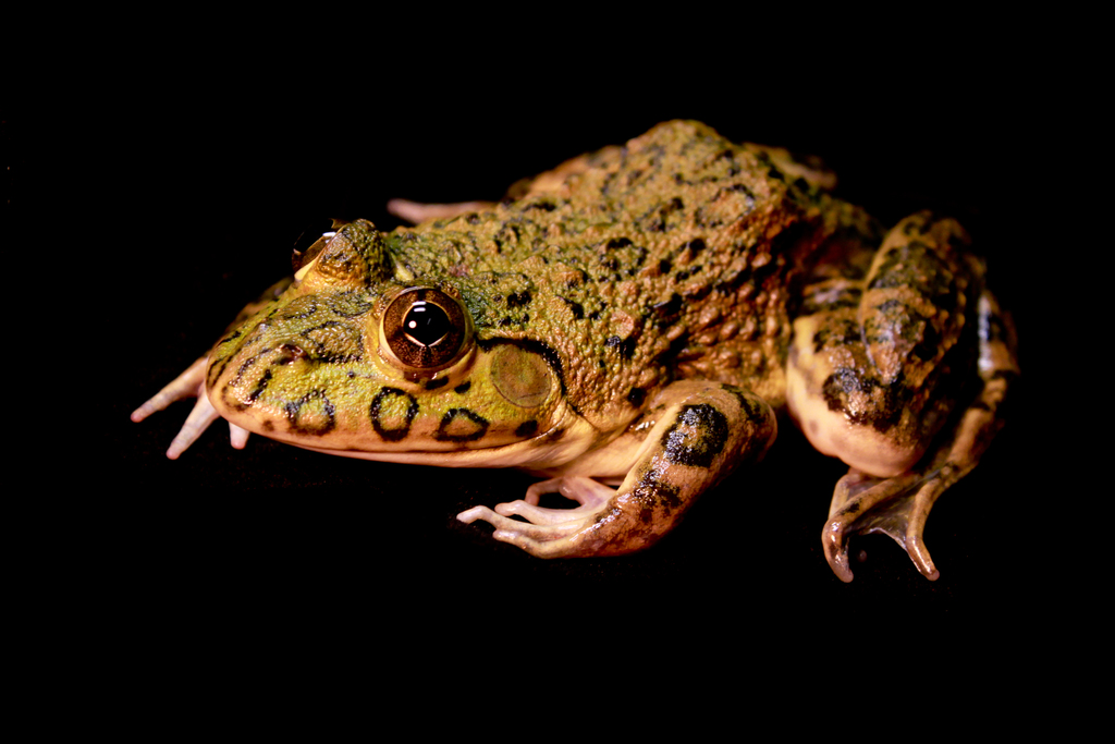 Crowned Bullfrog reference