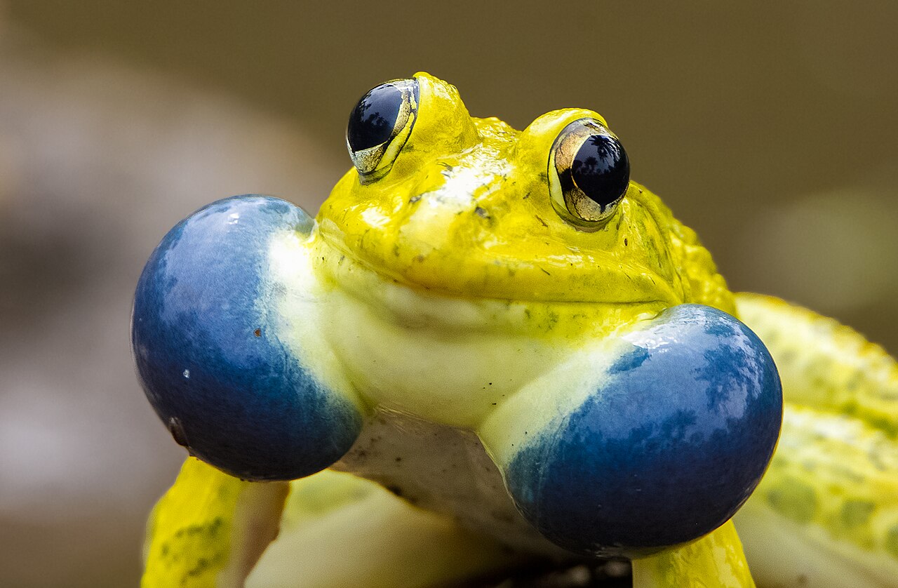 Indian Bullfrog reference