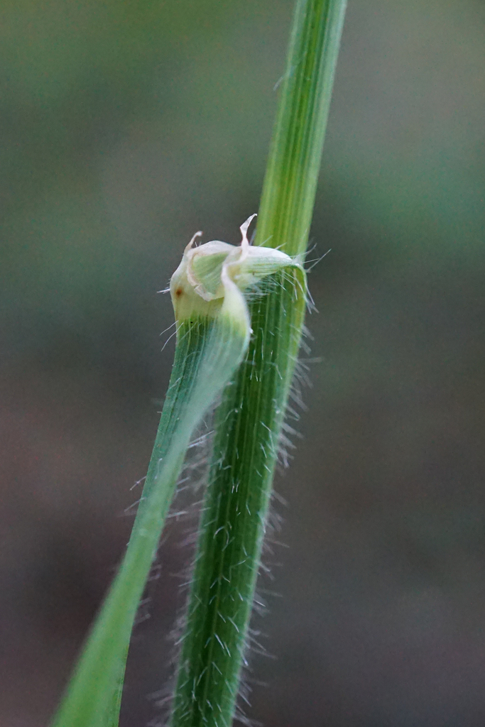 Wood Barley reference