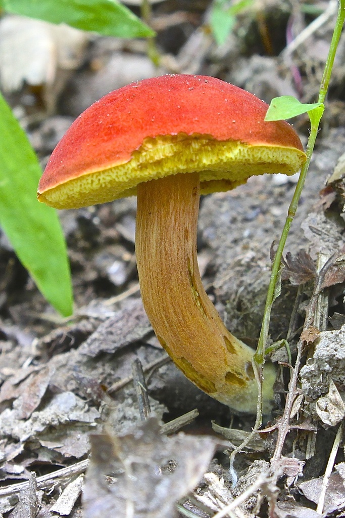 field bolete reference