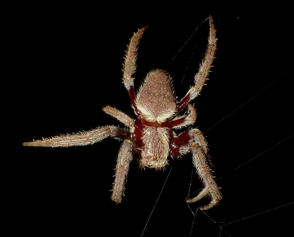 Australian Garden Orb Weaver reference