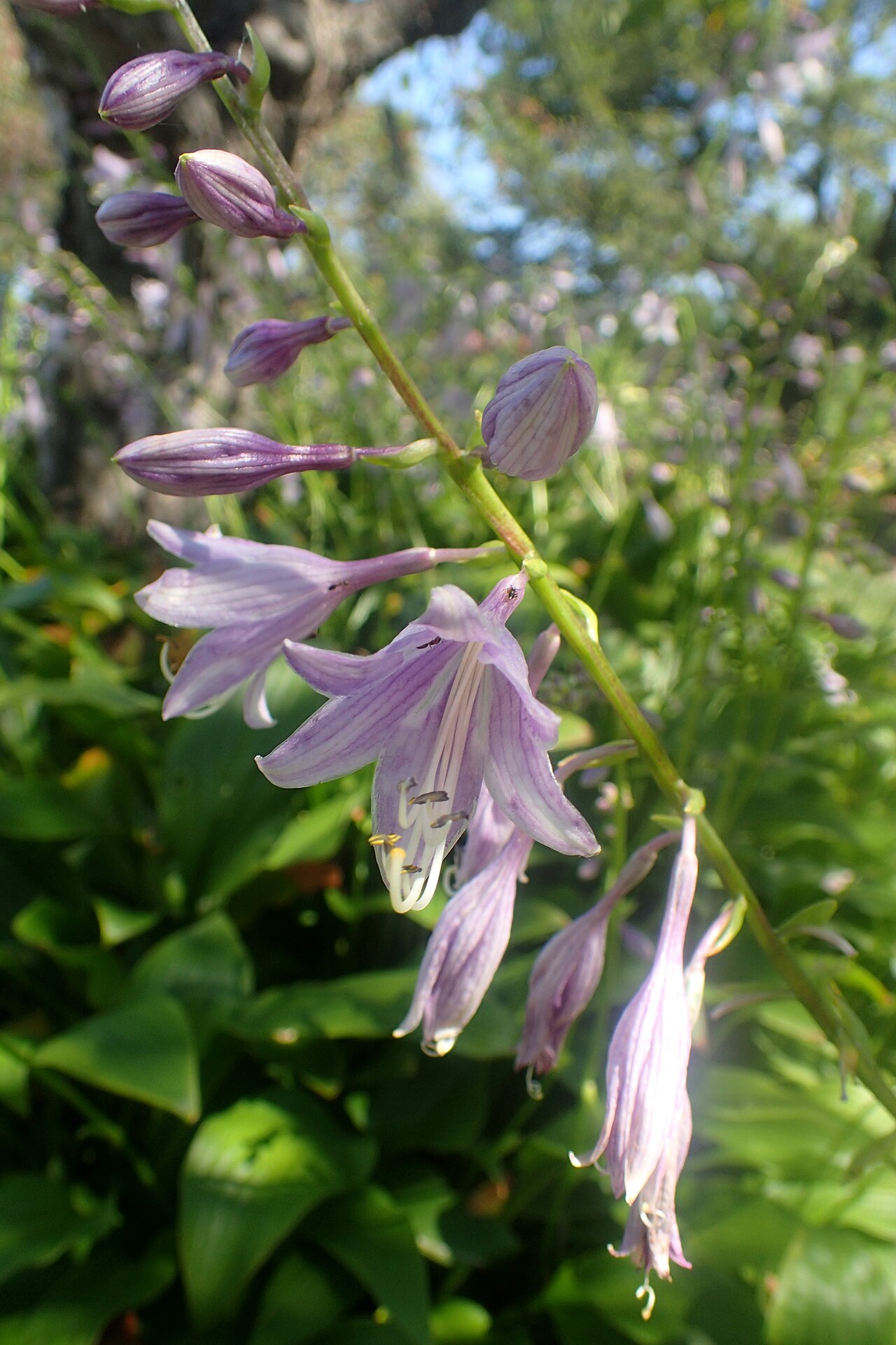 Narrow-leaved Plantain-lily reference