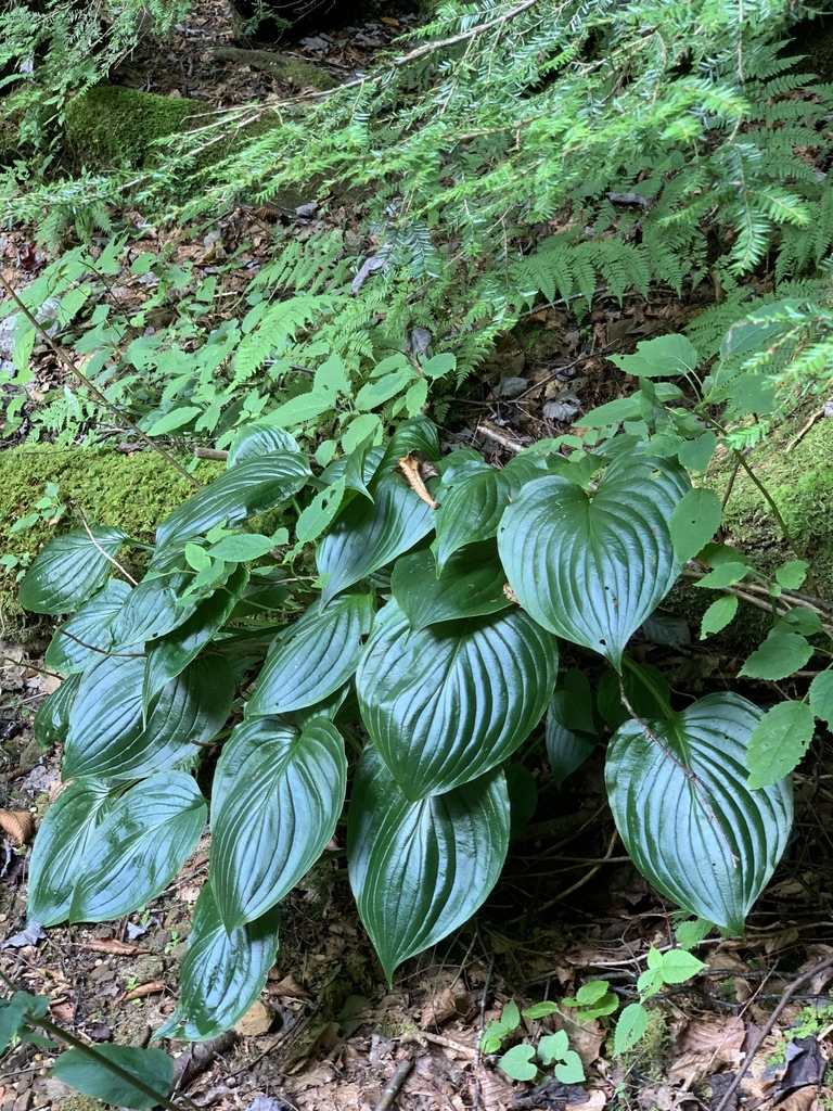 Scented Hosta reference