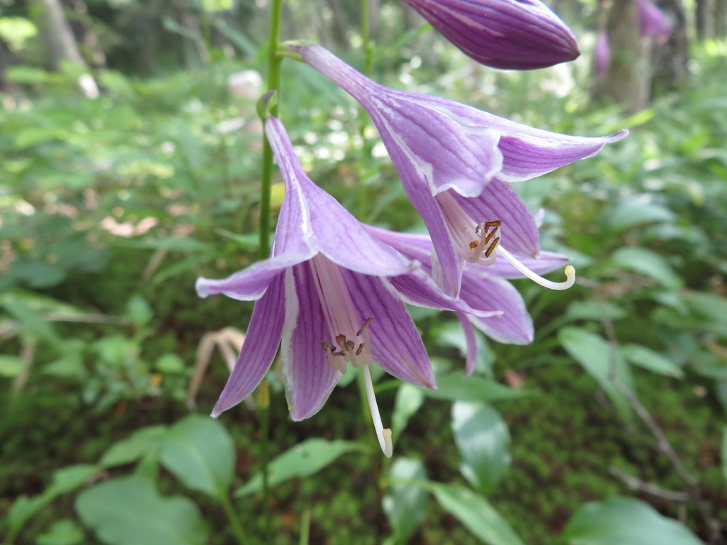 Small-leaved Plantain Lily reference