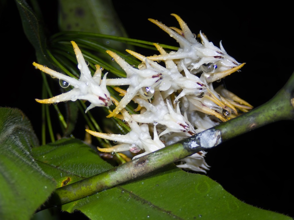 Hoya multiflora reference