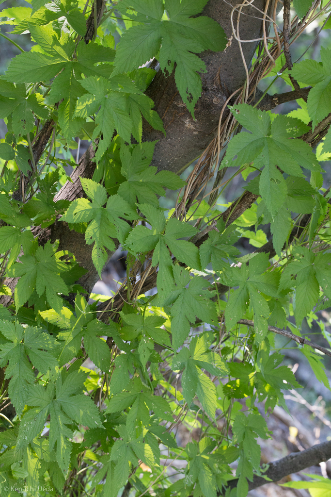 Common Hops reference
