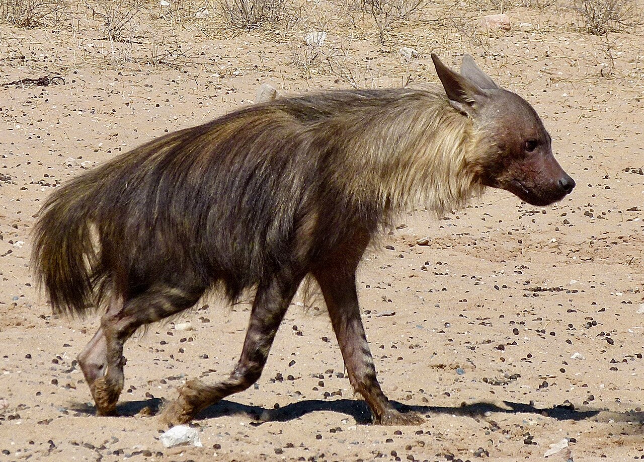 Brown Hyena reference