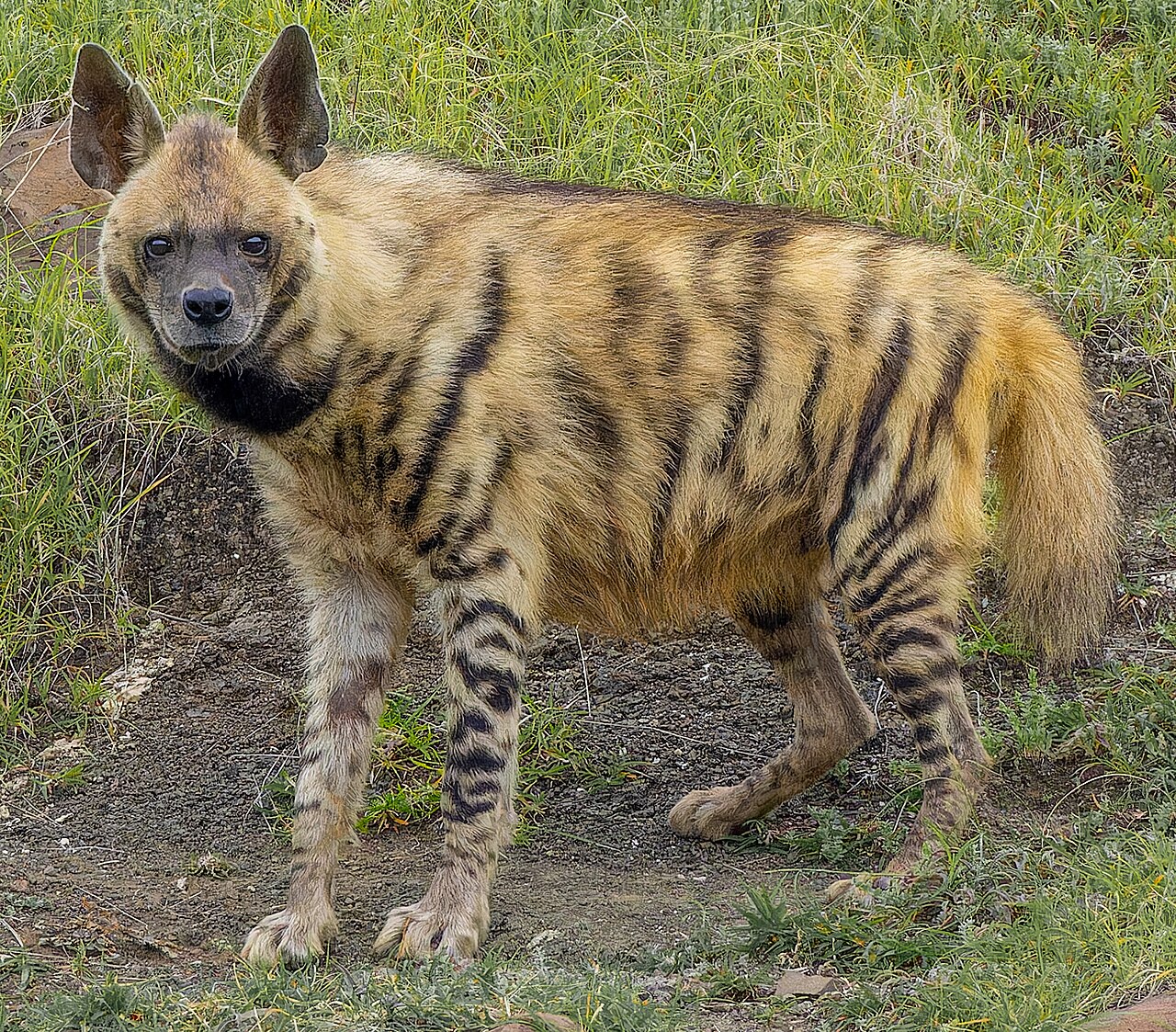 Hyaena hyaena reference