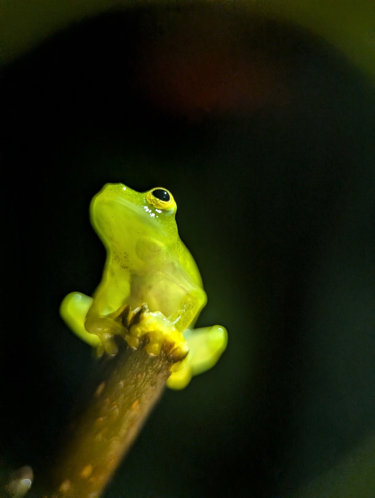 Fleischmann's Glass Frog reference