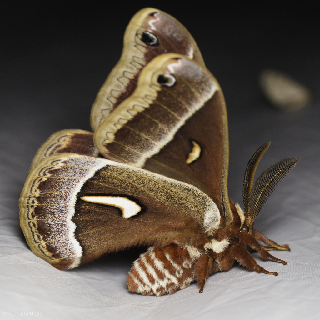 Ceanothus Silk Moth reference