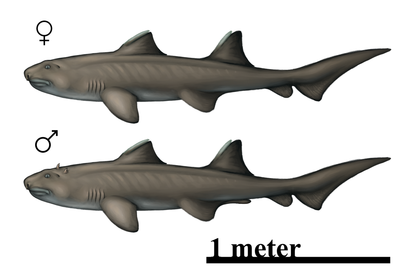 Hybodus reticulatus reference
