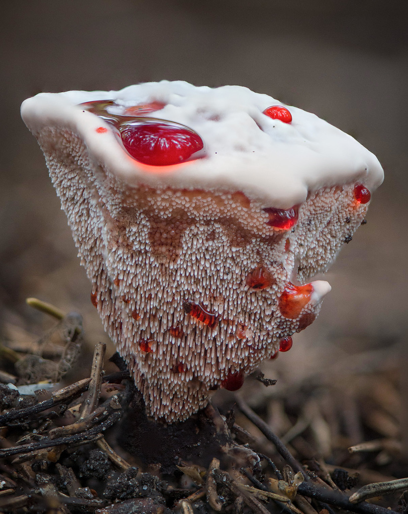 Red-juice Tooth reference