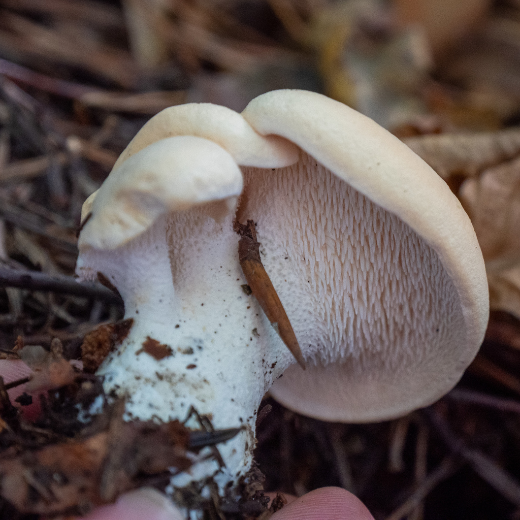 Sweet Tooth Mushroom reference