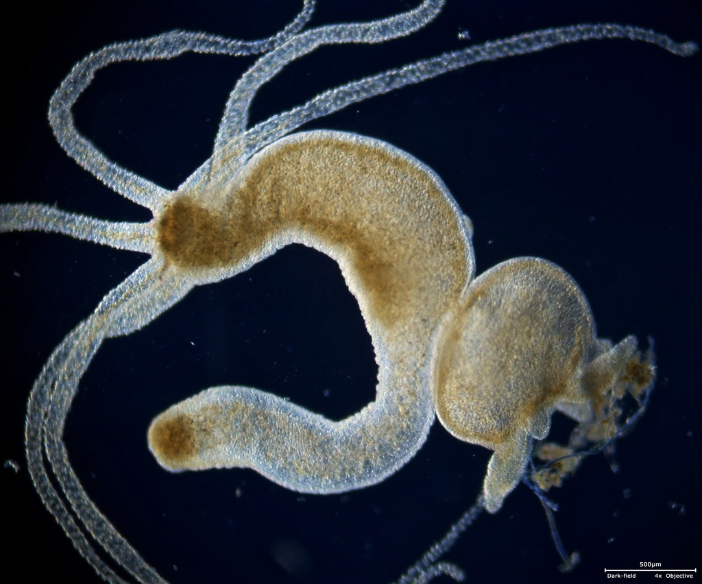 Brown Hydra reference