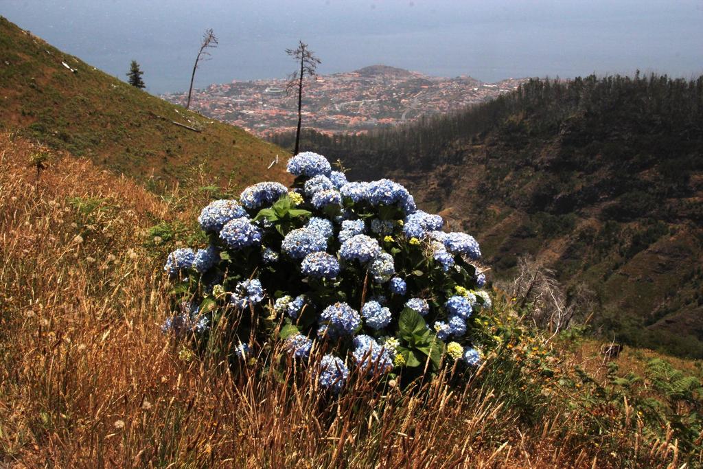 mophead hydrangea reference