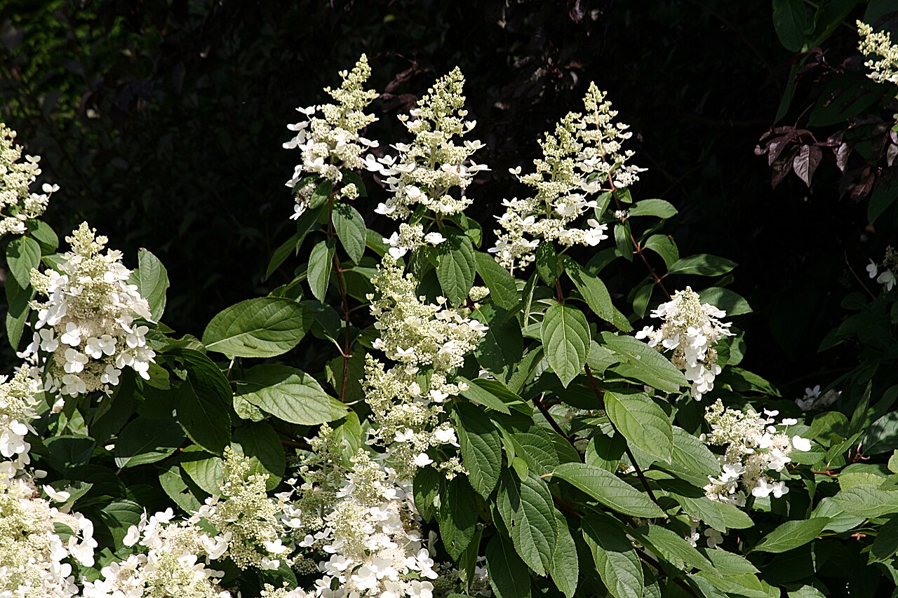Panicle Hydrangea reference