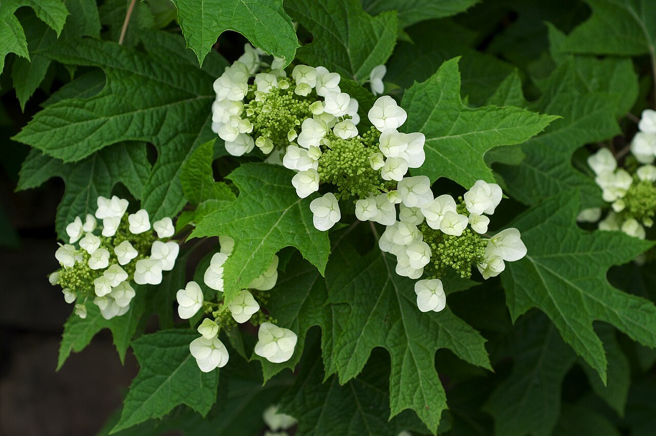 Oakleaf Hydrangea reference