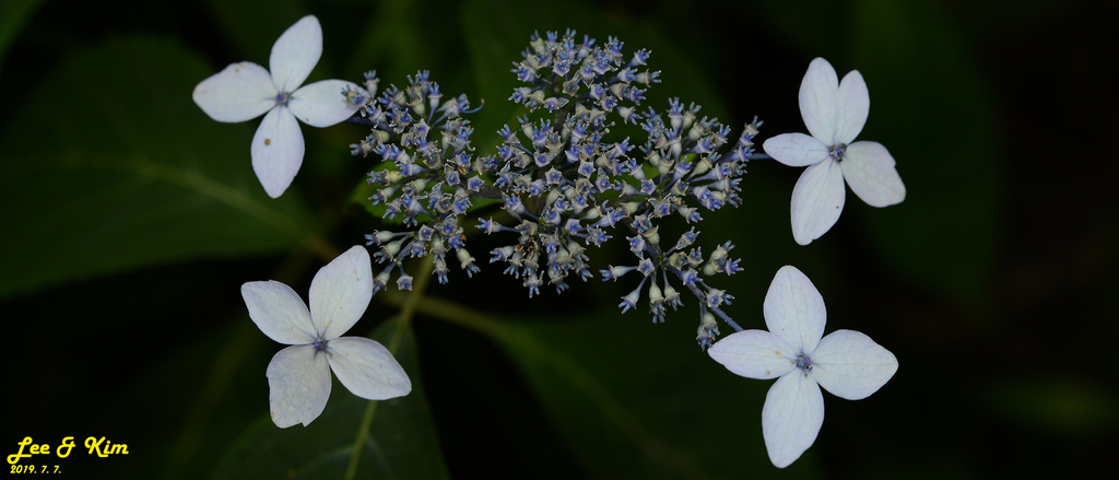 Mountain Hydrangea reference