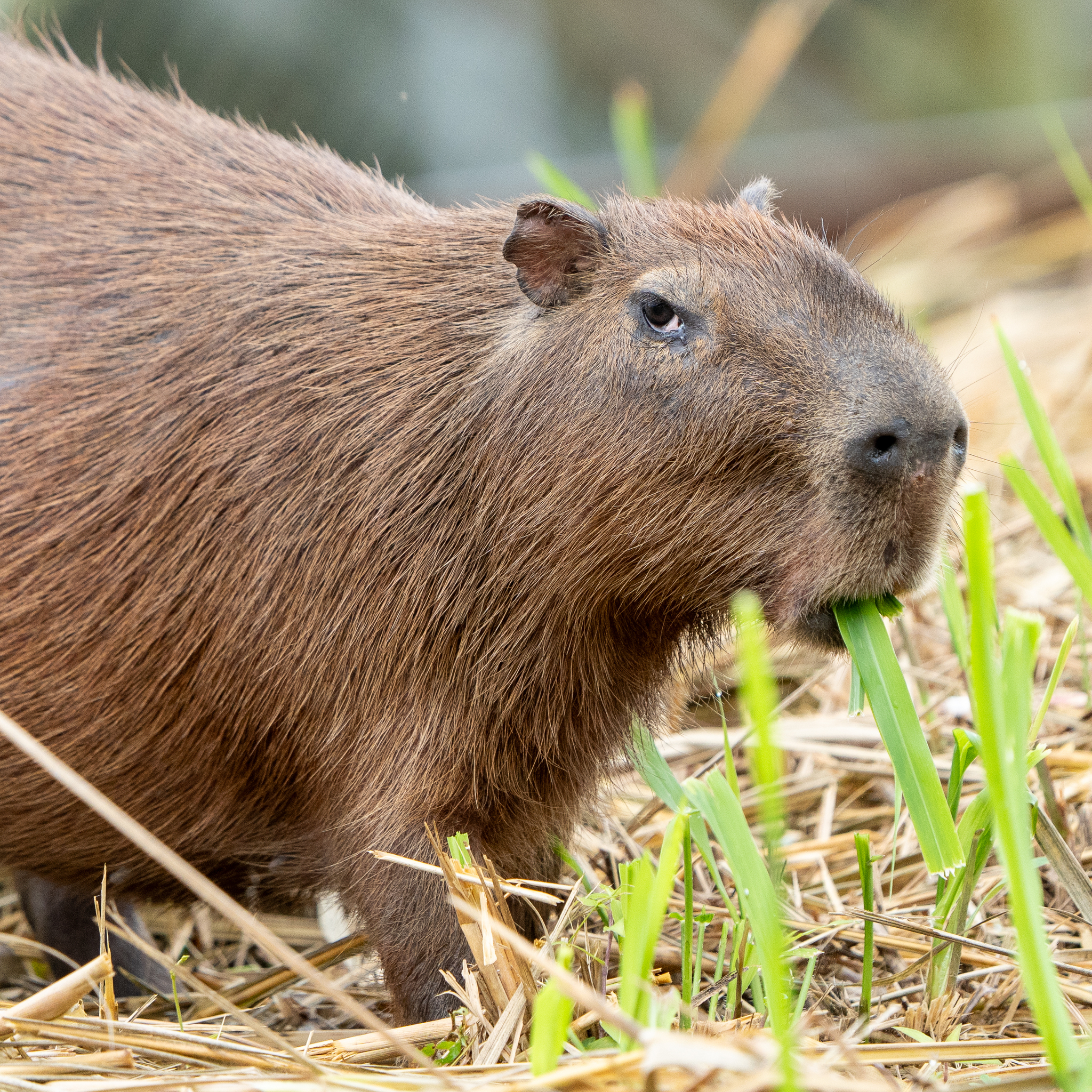 Lesser Capybara reference