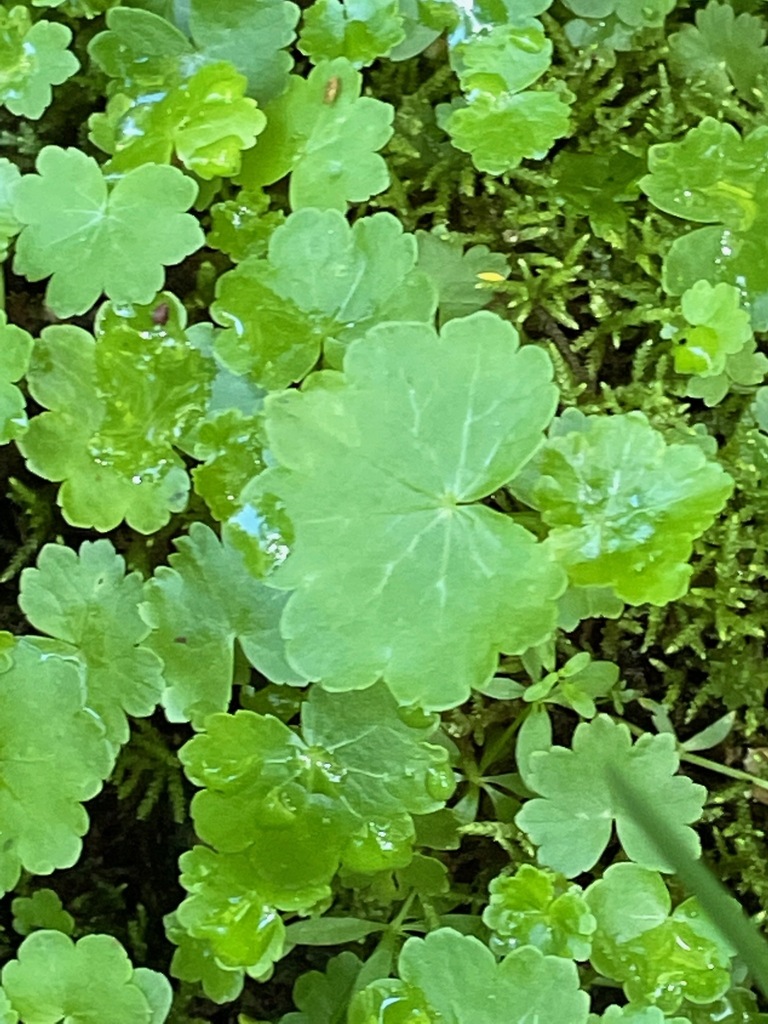 American Water-pennywort reference
