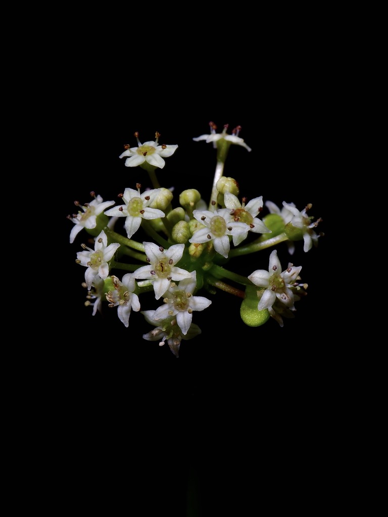 manyflower marshpennywort reference