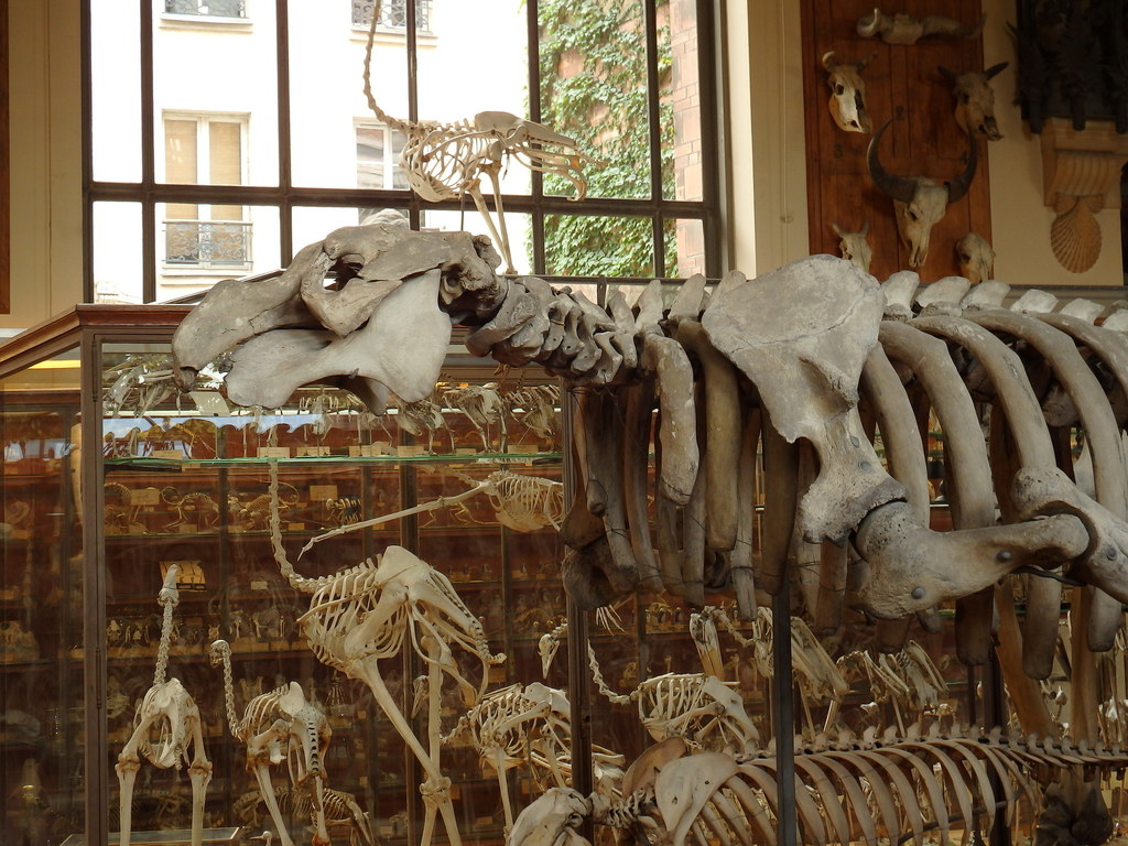Steller's Sea Cow reference